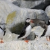 puffin_atlantic_msi_h_0241_can0272.jpg